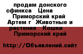 продам донского сфинкса › Цена ­ 5 000 - Приморский край, Артем г. Животные и растения » Кошки   . Приморский край